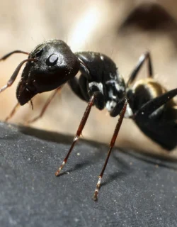 carpenter-ant4
